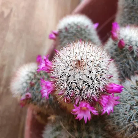 ベッド・アンド・ブレックファスト La Casetta 4*